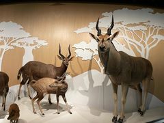 -陕西自然博物馆