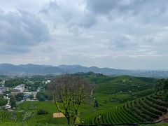 -龙坞茶村