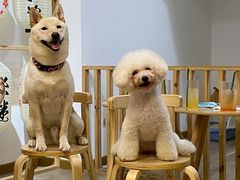 -柴迷FANS CLUB·柴犬狗咖·猫咖