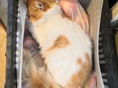 -Cappucimeow猫咪咖啡馆(韦伯时代店)
