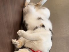 -Again Coffee Roaster(香蜜湖店)