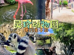 -灵玲国际马戏城