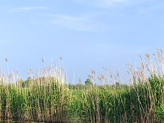 -白洋淀风景区