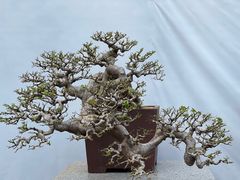 -深圳市中科院仙湖植物园