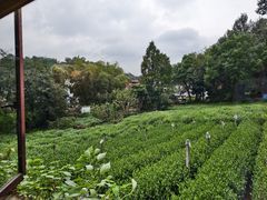 -野蔓果·山野菜(西湖景区·龙井茶田店)