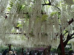 -嘉定紫藤园