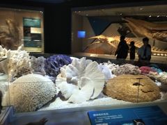 -贝林大翅鲸简餐厅(国家海洋博物馆店)