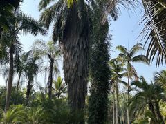 -中国科学院西双版纳热带植物园