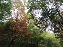 -都江堰中华大熊猫苑