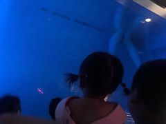 -芜湖新华联大白鲸海洋公园