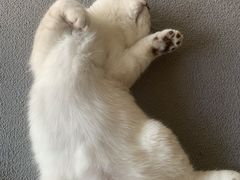 -lincat·猫舍(广州店)