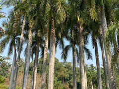 -中国科学院西双版纳热带植物园
