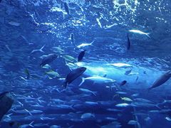 -多彩贵州城极地海洋世界