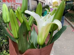 -双季花艺园艺市场(浦东店)