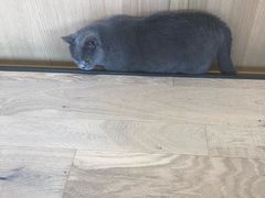 -CAT’S MEWSTAR CAFE·喵星球猫屋(晴湾咖啡店)