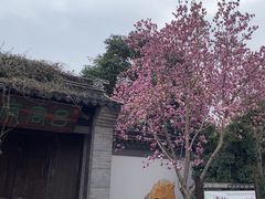 -红梅公园