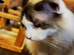 -猫猫幼稚园·撸猫·桌游·电玩