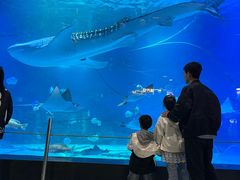 -烟台海昌鲸鲨海洋公园