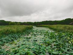 -同里国家湿地公园