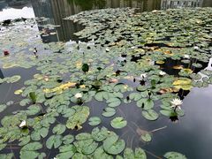 -花果园湿地公园