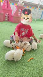 -萌宠亲子动物乐园(槐房万达店)