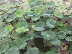 -大湾区中央湿地公园