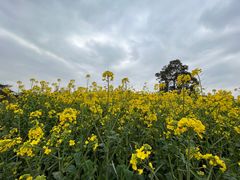 -中国天府农业博览园