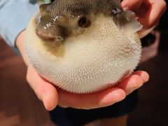 -肆月河豚·淮扬菜·湘菜(华天店)