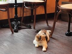 -猫岛主趣味餐厅(鼓浪屿店)