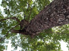 -满福隆酒楼(万绿园店)