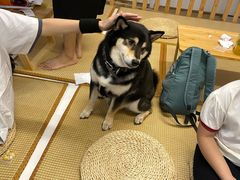 -柴迷FANS CLUB·柴犬狗咖·猫咖