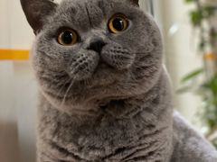 -熊小胖宠物生活馆(天华园店)