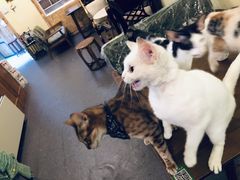 -猫色咖啡·猫咖