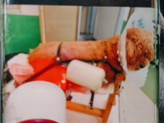 -利又安动物医院··老年病·猫科犬科·中兽医