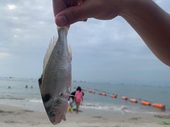 -明记海鲜大排档(巽寮湾店)