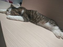 -瞄一喵猫咖(格力海岸店)