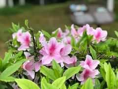 -洋湖国家湿地公园