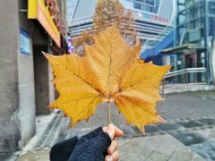 -重庆彩云湖湿地公园