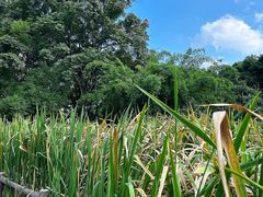 -成都市活水公园