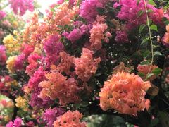 -呀路古热带植物园
