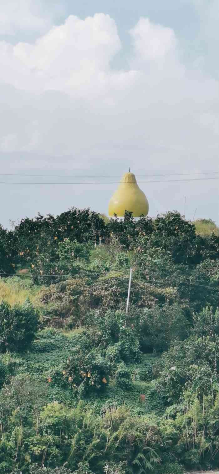 沙田柚王国-"当发现气温突然下降,才感觉到秋天真的来.