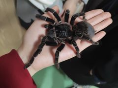 -藦茜花园宠物主题亲子互动体验馆(国顺东路店)