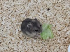 -怪兽屋·羊驼·猫咖·狗咖(俊华广场店)