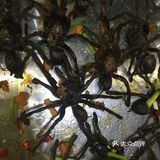 我在柬埔寨吃的各种虫子