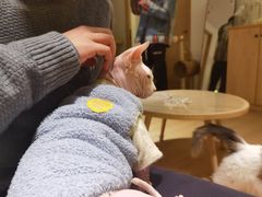 -猫腻·猫咖·撸猫馆(星光大道店)