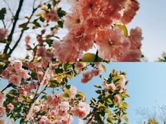 -长白岛森林公园