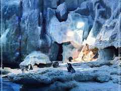 -帝企鹅自助餐厅•儿童岛•真企鹅(长隆企鹅酒店)