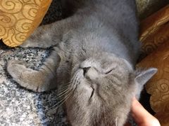 -安记烧鹅(新桥店)