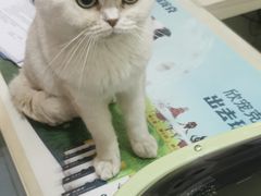 -佳怡动物医院·平价24小时·猫专科骨外科