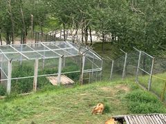 -青藏高原野生动物园